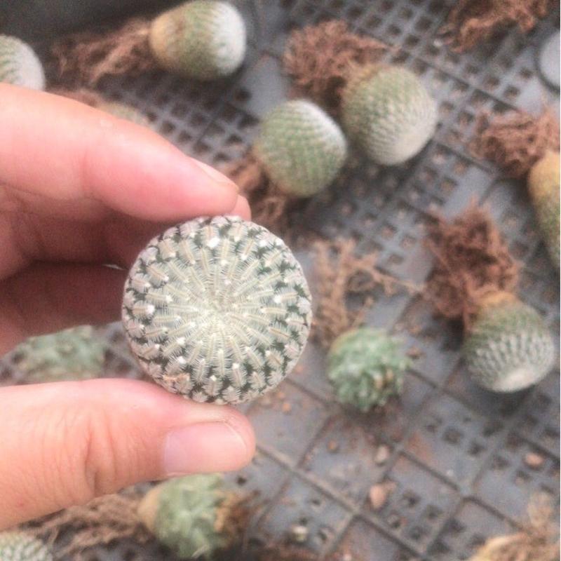 基地直发仙人球多肉植物自根殿精巧娇丽仙人球趴刺不扎手仙人掌批