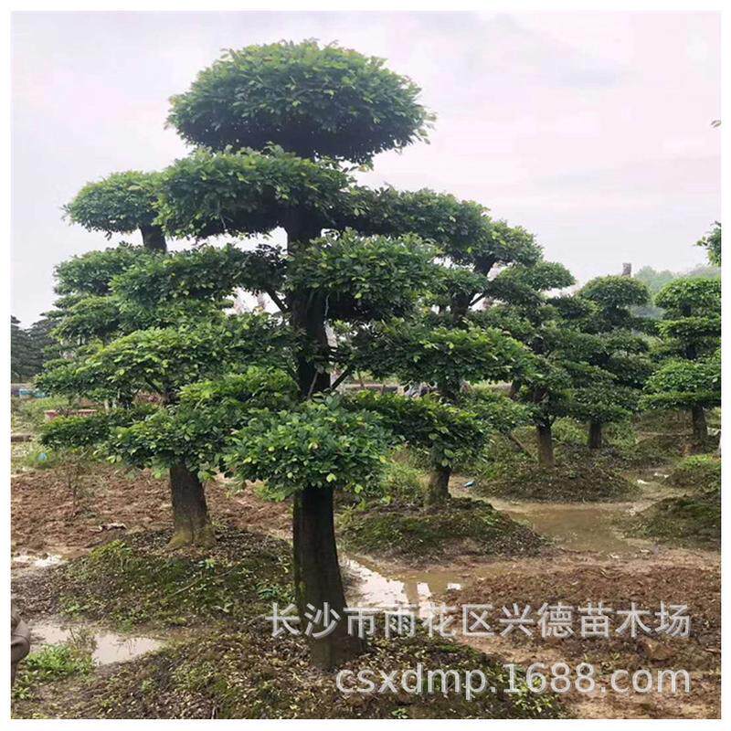批发榆树造型丛生榆树庭院别墅绿化苗木造型好成活高