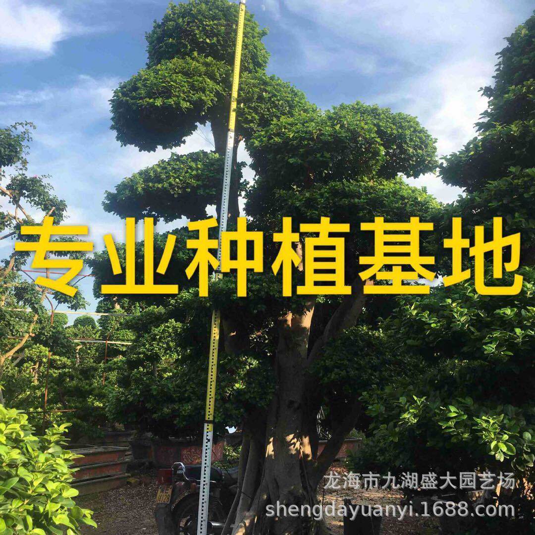 福建细叶榕小叶榕桩头价格小叶造型小叶榕报价批发四川榕树桩