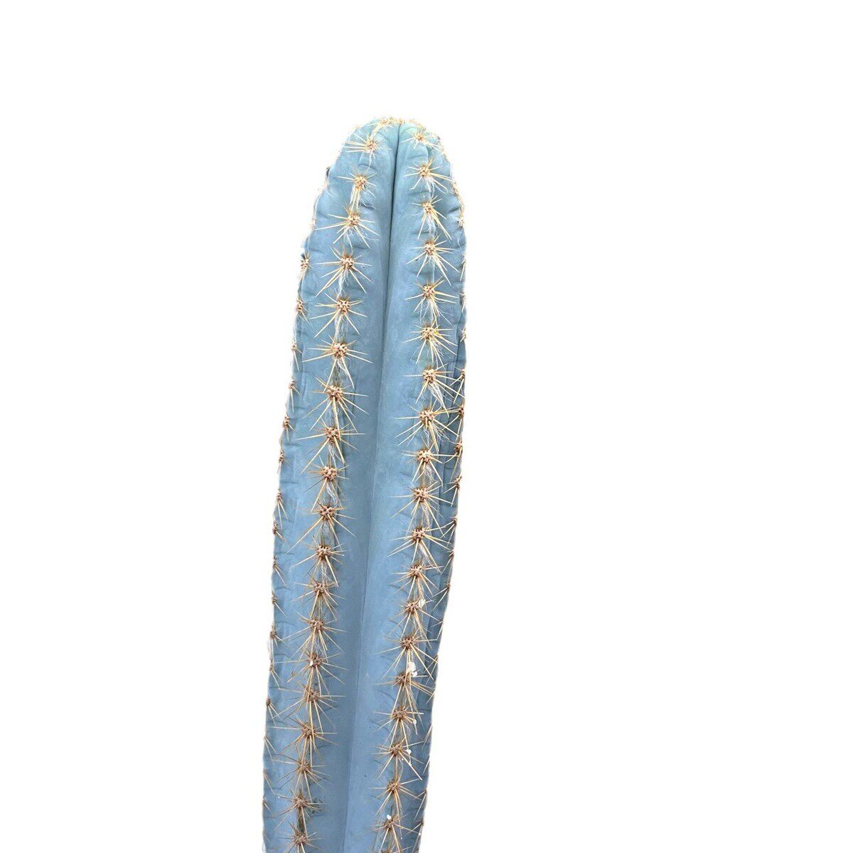 蓝柱高度50-200厘米沙生植物大型造景仙人球景观仙人柱基地批发