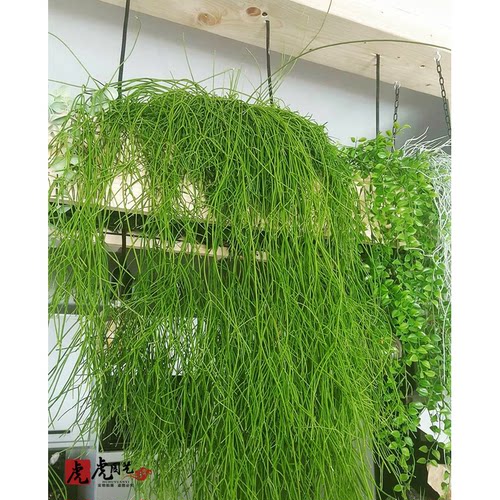 红叶丝苇细叶喀秋莎三角丝苇热带雨林仙人掌昙花不怕晒垂吊植物