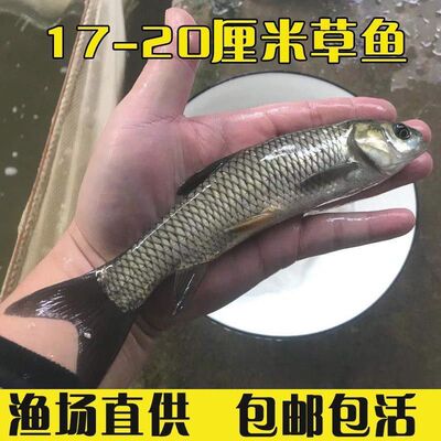 大草鱼苗淡水养殖皖鱼苗批发食蚊小草特大活鱼鱼半斤草鱼四大家鱼