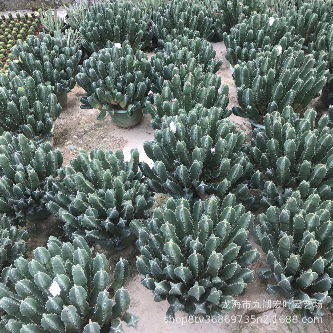 多肉植物麒麟超大白角麒麟仙人柱大戟科鹿角批发沙生植物景观