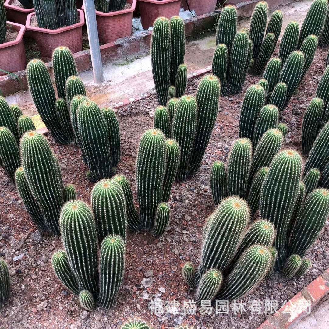 睡布袋新天地双头柱青衣柱仙人大凤龙吉祥冠锦银叶白角麒麟巨鹫玉