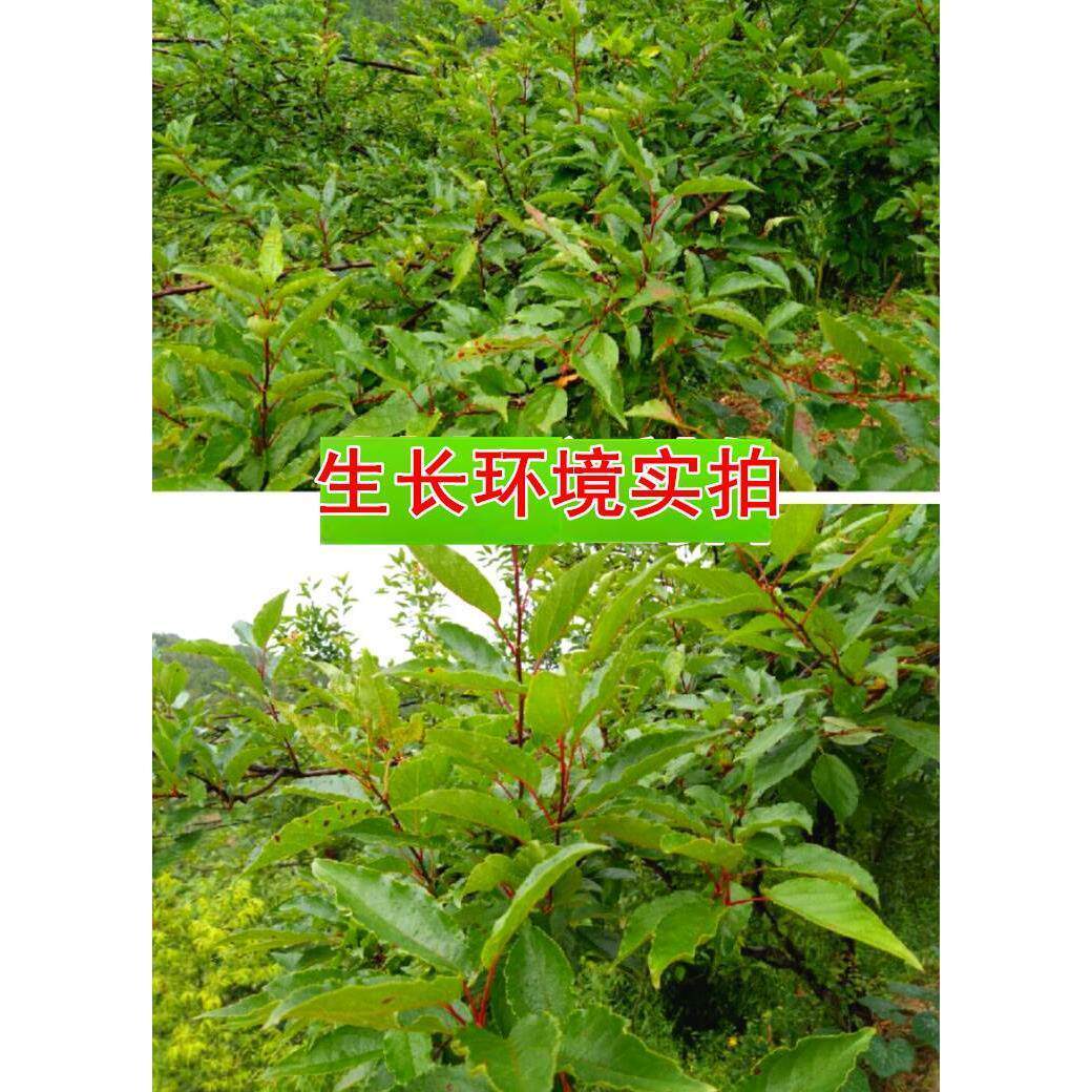 新货巫山神茶袋装100g三峡特产觚子凉茶凝清茶叶三皮罐景区同款海