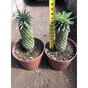 沙生大戟科铁甲麒麟多肉植物植物仙人球仙人掌基地批发