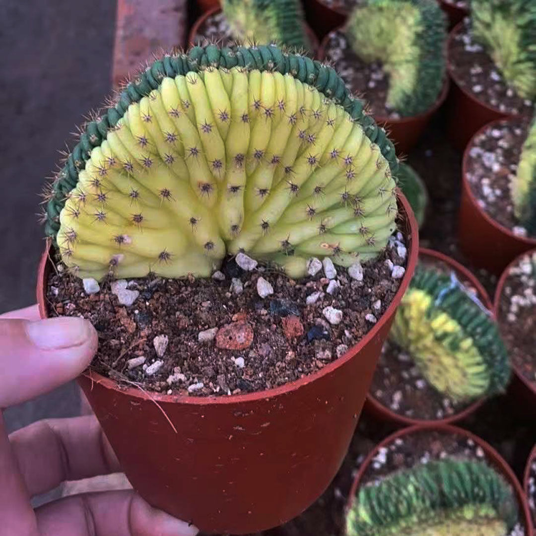 柱基地直供】仙人柱多肉植物绿植花卉盆栽多闻【缀化锦