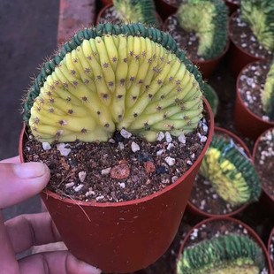 柱基地直供】仙人柱多肉植物绿植花卉盆栽多闻【缀化锦