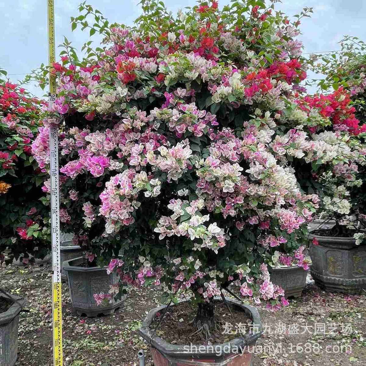 广西西红花雀多色三角梅江五三角梅盆景广东紫花三角梅球供应
