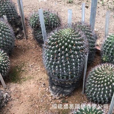 福建漳州主景仙人掌批发基地公园沙漠设计造景热带植物厂家