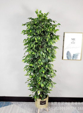 小榕树盆栽室内造实木杆绕藤假榕树人工白色榕树