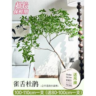 雀舌木水培植物室内好养高大马醉杜鹃吊钟树枝条水养鲜切绿植批发