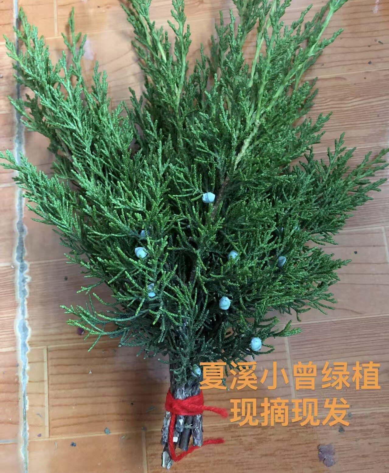 带籽带果子带果实柏树枝结婚用办桌面绿植