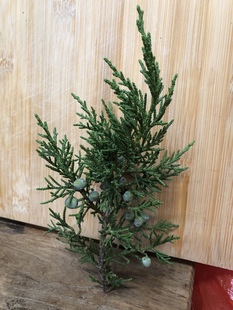 带籽带果子带果实柏树枝结婚用办喜事摆盘婚庆搬家祝寿用顺丰包邮