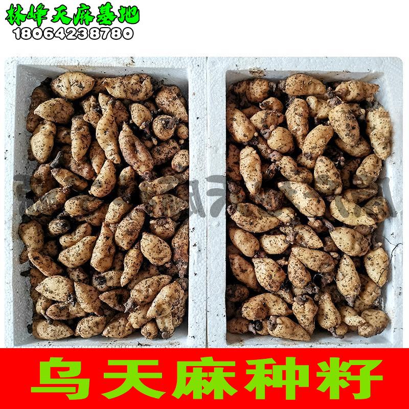 小草坝种植苗天麻种苗【乌天麻种子】乌红天麻0代种500天麻种
