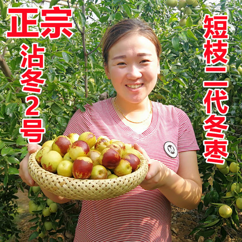 枣中贵族短枝二代冬枣