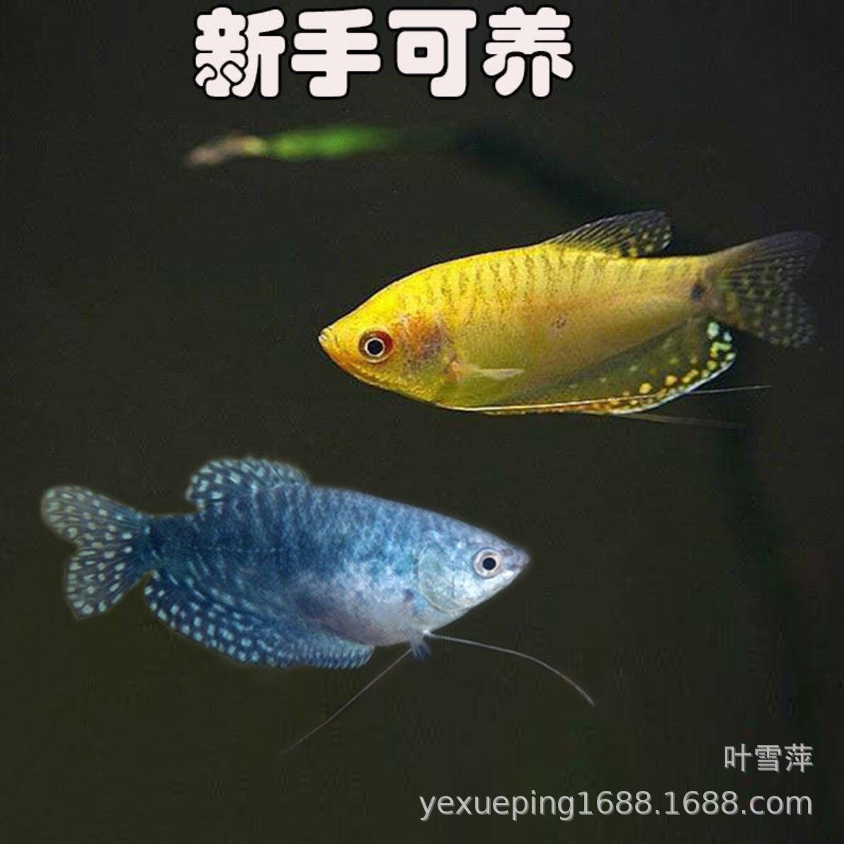 曼龙鱼活体蓝曼龙黄金曼龙淡水鱼鱼