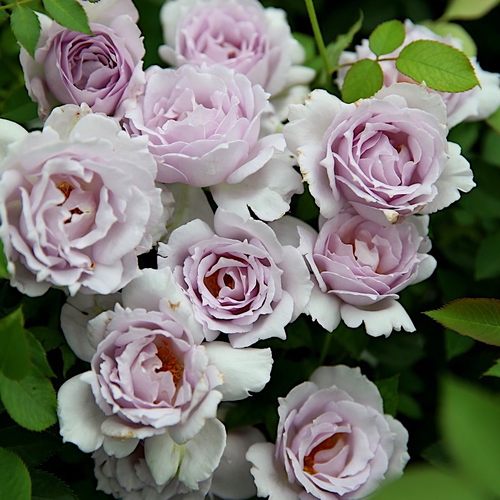 路西法大花微月抗病勤花耐寒耐旱