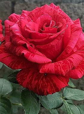 红色直觉 阳台盆栽月季庭院地栽耐寒耐旱抗病勤花切花玫瑰分枝好