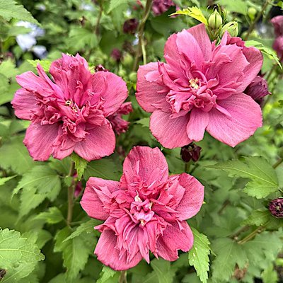 木槿红酒馆多季开花抗病勤花
