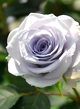 蓝色引力阳台盆栽月季庭院地栽耐旱耐寒抗病勤花切花玫瑰分枝性好