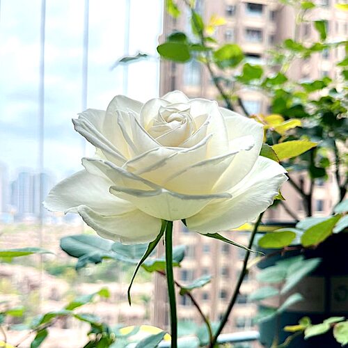 坦尼克切花玫瑰抗病勤花