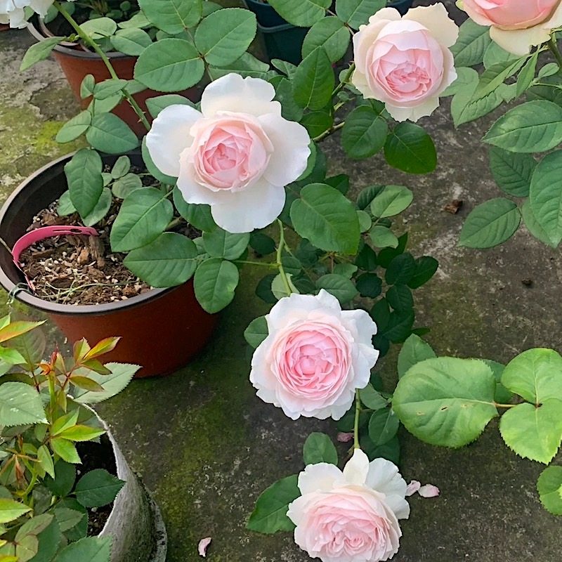 草莓奶昔 阳台盆栽月季庭院地栽耐寒耐旱抗病勤花玫瑰馥郁香气