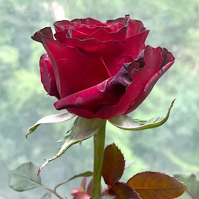 红色梅拉阳台盆栽月季庭院地栽耐旱耐寒抗病勤花馥郁香气切花玫瑰