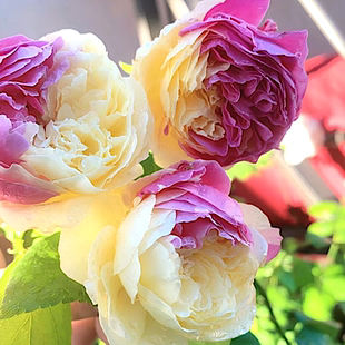 风月 阳台盆栽月季庭院地栽耐旱耐寒抗病勤花切花玫瑰分枝性好