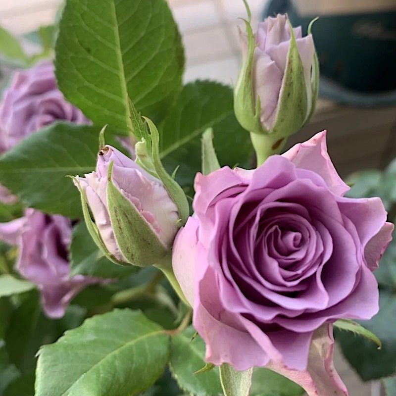 紫霞仙子 阳台盆栽月季庭院地栽耐寒耐旱抗病勤花玫瑰分枝性好,鲜花速递/花卉仿真/绿植园艺,月季/蔷薇/玫瑰,淘宝优惠券,粉丝福利购,淘宝优惠卷