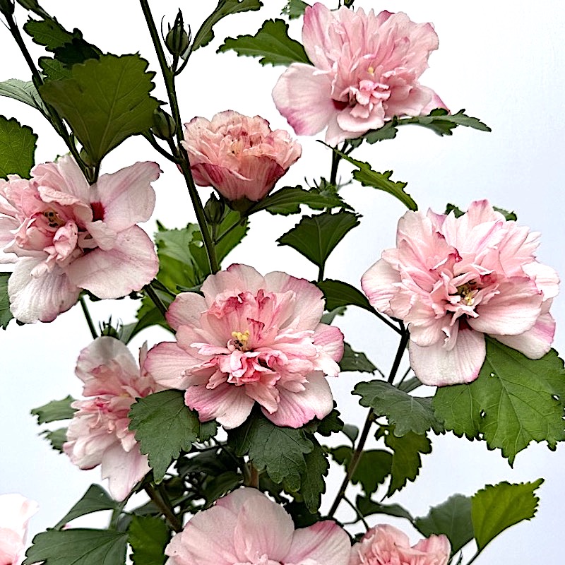 木槿薄荷冰沙多季开花抗病勤花