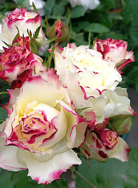 X因素 阳台盆栽月季庭院地栽耐寒耐旱抗病勤花切花玫瑰分枝性好