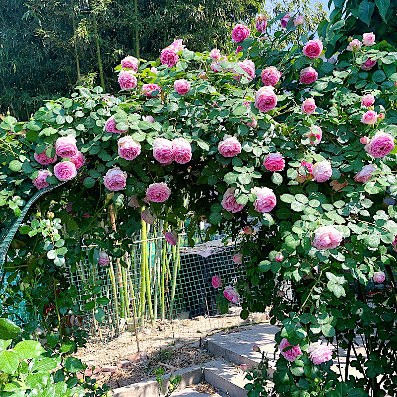 罗衣月季无刺爬藤花卉庭院大花蔷薇植物阳台盆栽勤花抗病耐寒带叶,鲜花速递/花卉仿真/绿植园艺,月季/蔷薇/玫瑰,淘宝优惠券,粉丝福利购,淘宝优惠卷