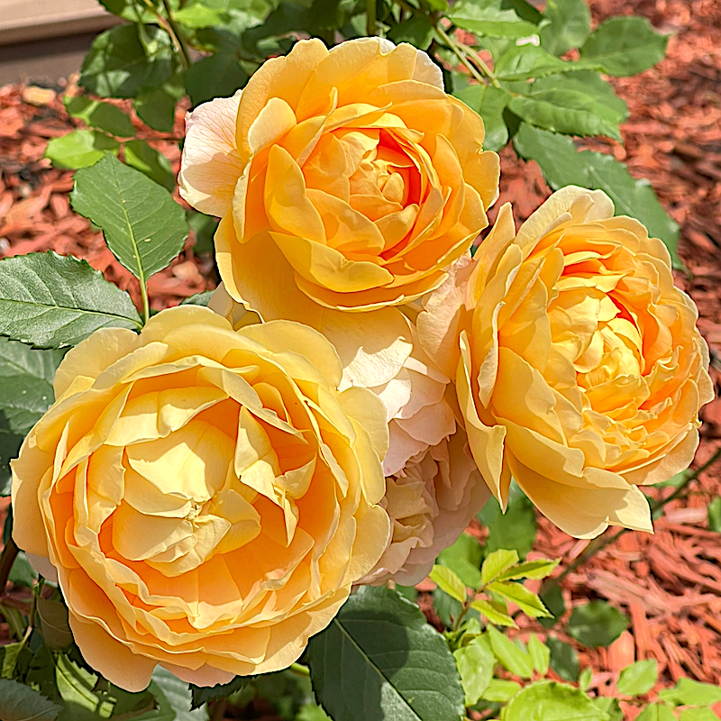 黄金庆典藤本月季勤花馥郁香气