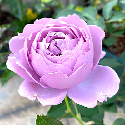 切花玫瑰馥郁香气勤花涳濛