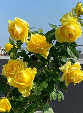 苏格兰黄油 阳台盆栽月季庭院地栽耐寒耐旱抗病勤花玫瑰分枝性好