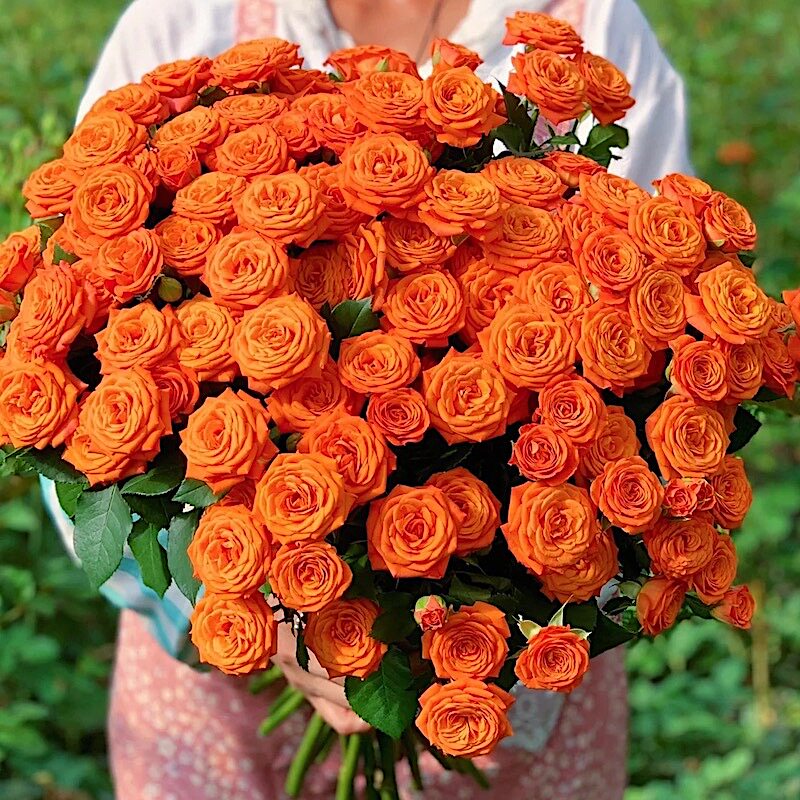 橙色芭比阳台盆栽月季庭院地栽耐寒耐旱抗病勤花切花玫瑰分枝性好