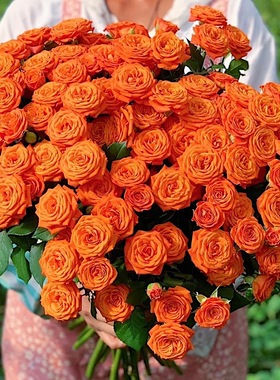 橙色芭比阳台盆栽月季庭院地栽耐寒耐旱抗病勤花切花玫瑰分枝性好