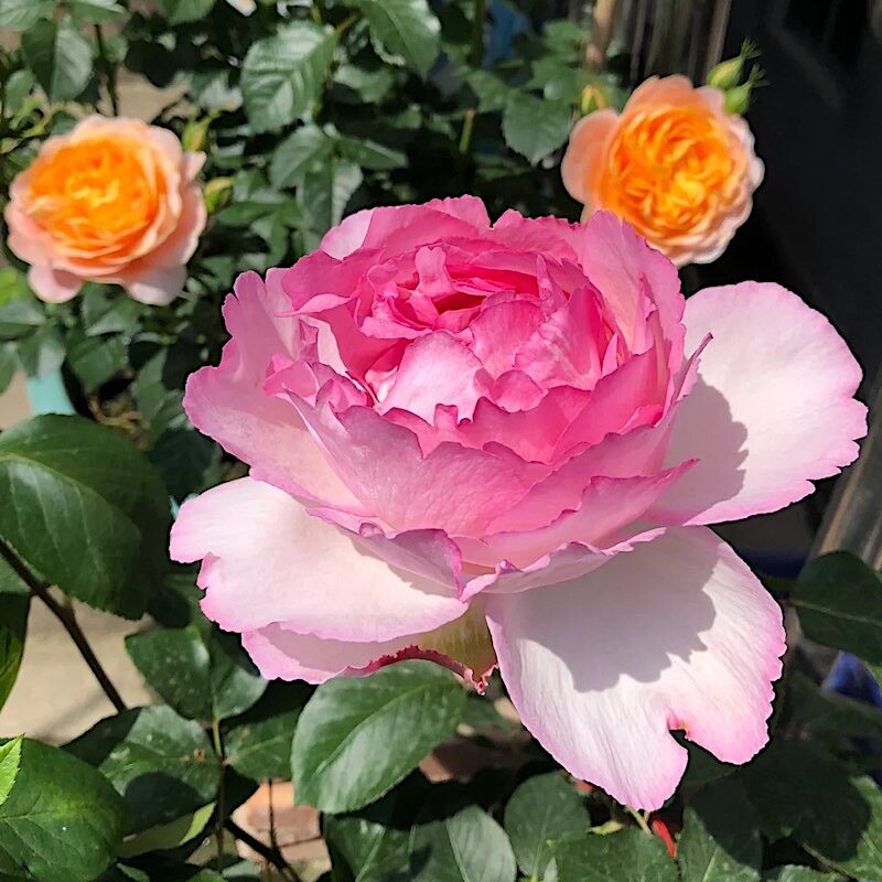 伊芙雪吻阳台盆栽月季庭院地栽耐寒耐旱抗病勤花馥郁香气切花玫瑰