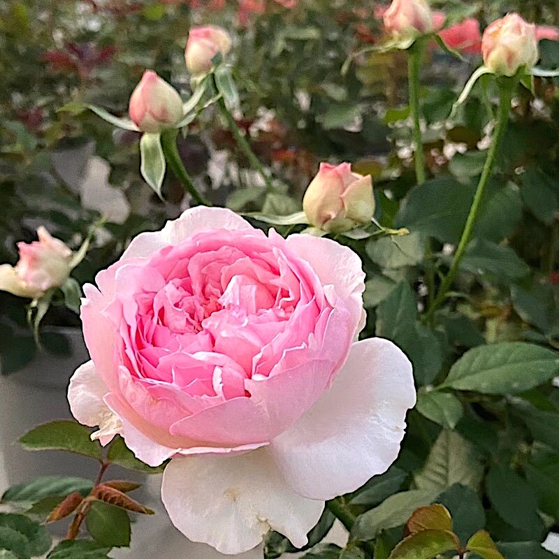 新浅樱桃阳台盆栽月季庭院地栽耐旱耐寒抗病勤花馥郁香气切花玫瑰