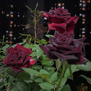 黑魔术 庭院地栽耐寒耐旱抗病勤花切花玫瑰馥郁香气 阳台盆栽月季