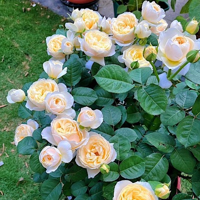 朱丽叶切花玫瑰阳台盆栽馥郁香气