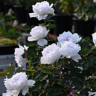 加百列大天使阳台盆栽月季 庭院地栽耐寒耐旱抗病勤花馥郁香气玫瑰