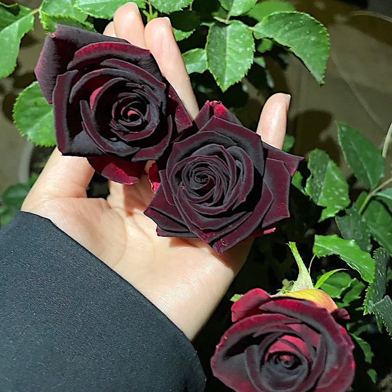 黑巴克 阳台盆栽月季庭院地栽耐寒耐旱抗病勤花切花玫瑰分枝性好,鲜花速递/花卉仿真/绿植园艺,月季/蔷薇/玫瑰,淘宝优惠券,粉丝福利购,淘宝优惠卷