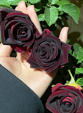 黑巴克 阳台盆栽月季庭院地栽耐寒耐旱抗病勤花切花玫瑰分枝性好