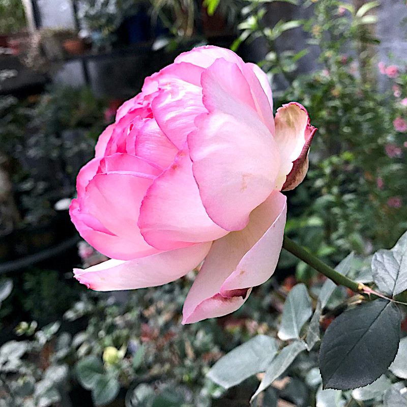 伊芙芳香喷泉月季抗病勤花耐寒阳台盆栽玫瑰庭院地栽植物香气馥郁