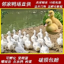宠物鸭S级柯尔鸭种蛋受精蛋可孵化樱桃谷北京鸭大白鸭小黄鸭肉鸭