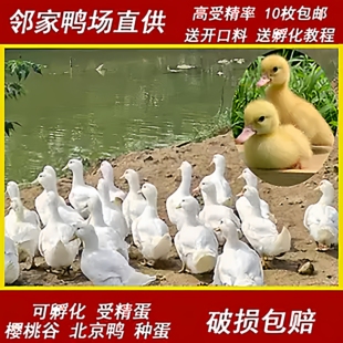 宠物鸭种蛋受精蛋可孵化樱桃谷北京鸭大白鸭小黄鸭肉鸭S级柯尔鸭