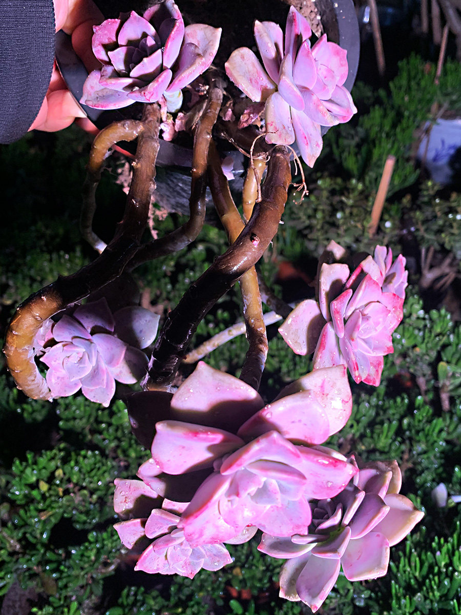 一物一拍多肉植物紫乐木质化老桩悬崖桩群庭院阳台皮实花盆栽露养