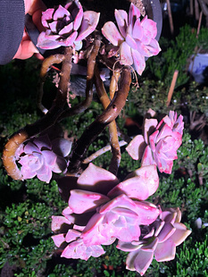 一物一拍多肉植物紫乐木质化老桩悬崖桩群庭院阳台皮实花盆栽露养